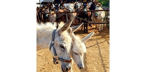 safe haven for donkeys in the holy land|Homepage .